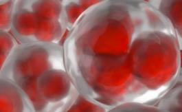 Des bijoux réalisés à partir d’embryons surnuméraires issus de FIV
