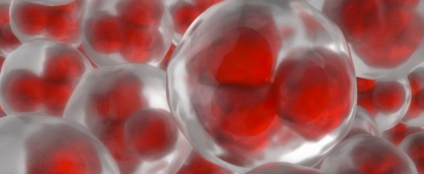 Des bijoux réalisés à partir d’embryons surnuméraires issus de FIV