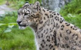 La Terre a perdu 60% de ses populations d’animaux sauvages depuis 1970
