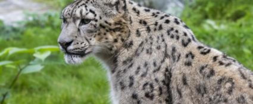 La Terre a perdu 60% de ses populations d’animaux sauvages depuis 1970