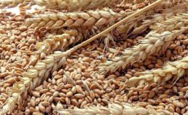 Si la troisième guerre mondiale survient, elle ne sera pas nucléaire mais alimentaire 