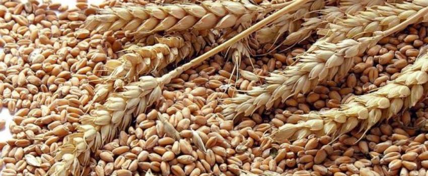 Si la troisième guerre mondiale survient, elle ne sera pas nucléaire mais alimentaire 