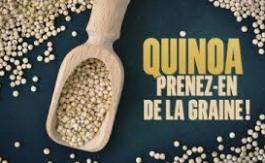 Art et Essai : Quinoa, prenez-en de la graine !